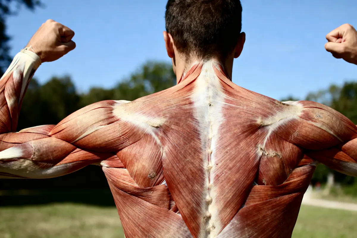 Latissimus dorsi lats : Anatomie, exercices et récupération !
